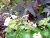 100_1431.JPG