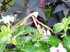 100_1433.JPG