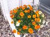 100_1315.JPG