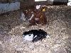 100_2245.JPG