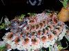 100_2931.jpg