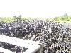 100_2957.jpg