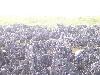 100_2960.jpg