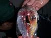 100_3531.JPG