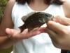 Fish8.jpg