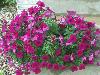 100_4434.JPG
