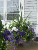 100_4437.JPG