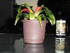 DSC00253.JPG