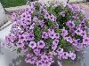 DSC00211.JPG