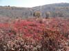 DSC02103.jpg