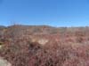 DSC02104.jpg