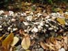DSC02273.jpg