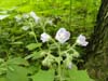 DSC02495.jpg